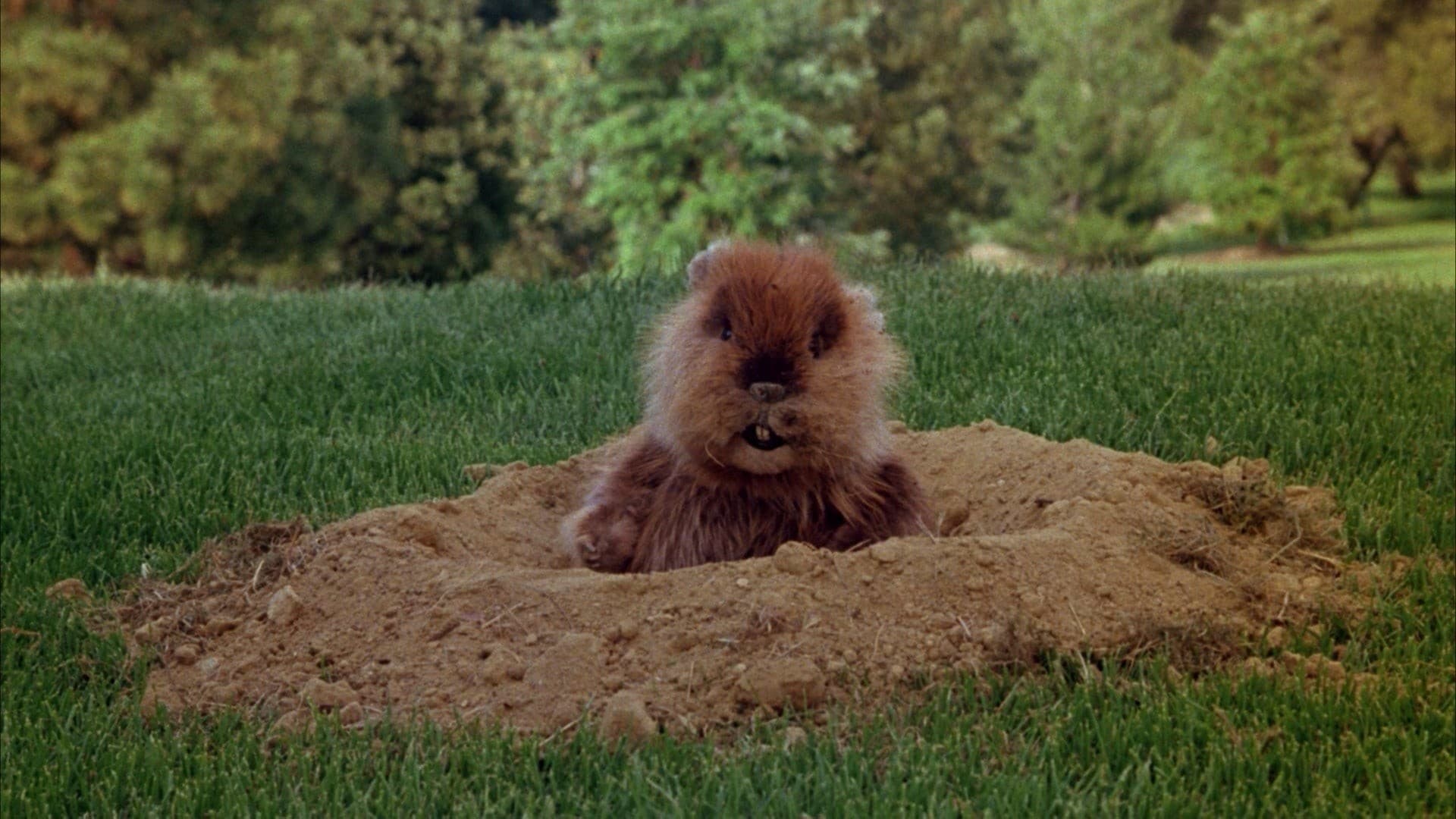 Caddyshack: The 19th Hole 1